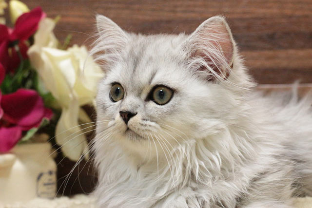 ミヌエット MIR508 子猫写真.5