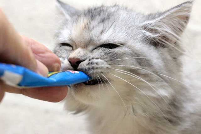 マンチカン MAR613 子猫写真.4