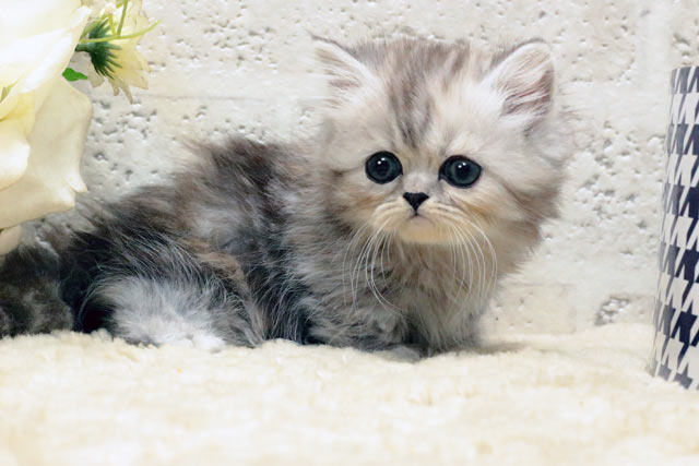 短足よちよちあんよ♡ミヌエット子猫ちゃん♡アートドール♡ぬいぐるみ♡ 短足よちよちあんよミヌエット子猫ちゃんアートドールぬいぐるみ