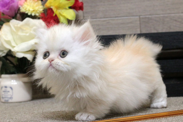 ミヌエット MIR806 子猫写真2