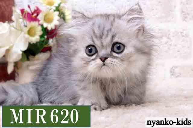 ミヌエット　短足　MIR620　男の子