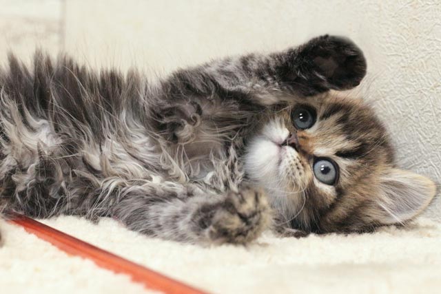 ミヌエット MIR523 子猫写真.5