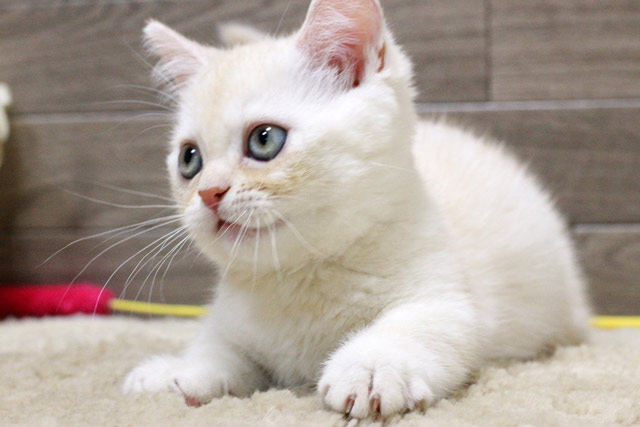 マンチカン MAR427 子猫写真.2