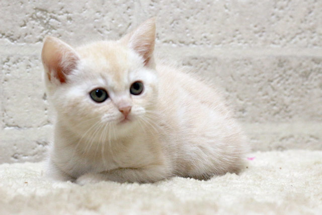 マンチカン MAR429 子猫写真.3