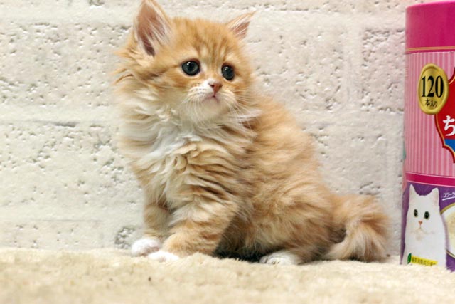 ミヌエット MIR524 子猫写真.7