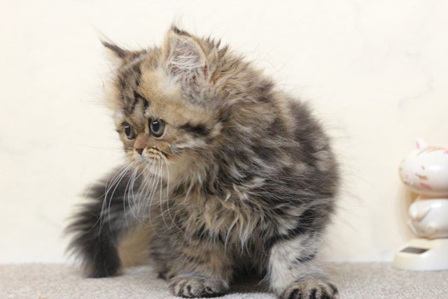 ミヌエット MIR707 子猫写真（8枚目）