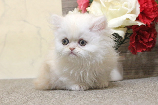 ミヌエット MIR806 子猫写真9