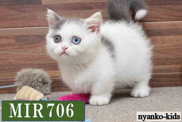 ミヌエット　短足　MIR706　男の子