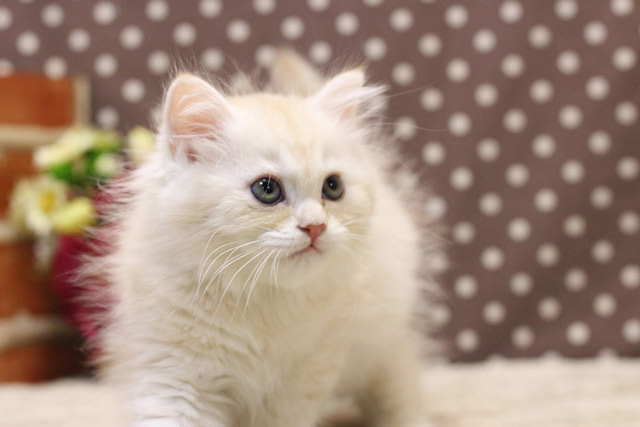 ミヌエット MIR306 子猫写真.4