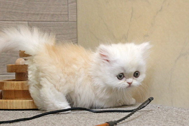 ミヌエット MIR806 子猫写真7