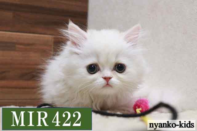 🔵ミヌエット　短足　MIR422　男の子