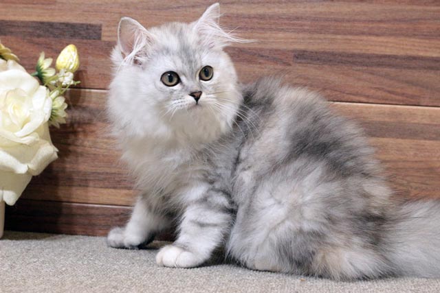 ミヌエット MIR608 子猫写真（4枚目）