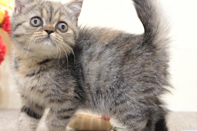 ミヌエット MIR708 子猫写真（5枚目）