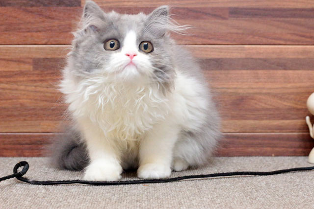 ミヌエット MIR704 子猫写真（3枚目）