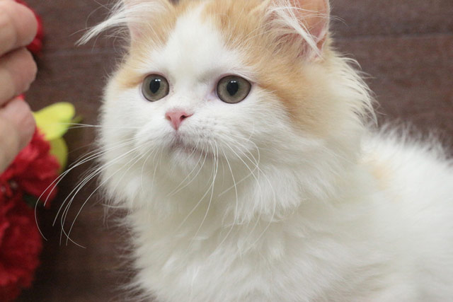 ミヌエット MIR713 子猫写真1