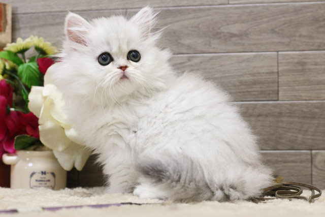 ミヌエット MIR320 子猫写真.3