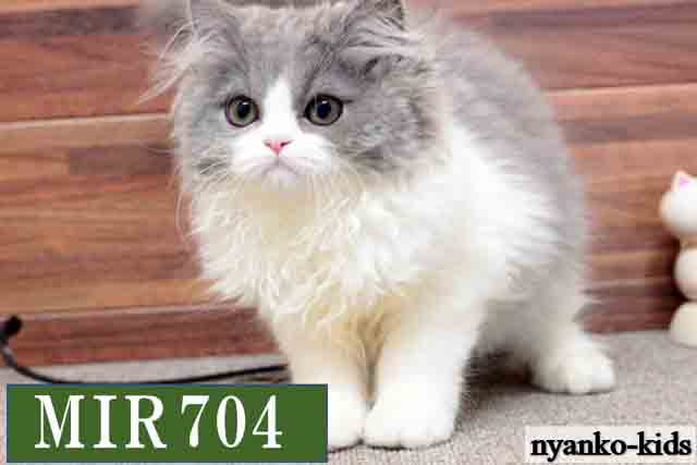 ミヌエット　並足　MIR704　女の子