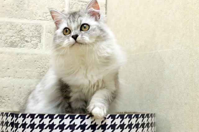 マンチカン MAR501 子猫写真.5