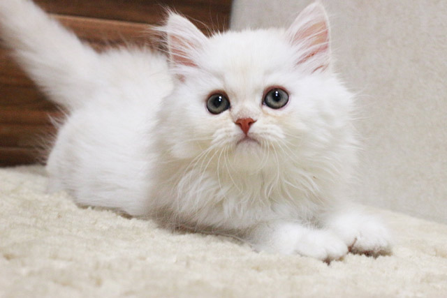 ミヌエット MIR418 子猫写真.3