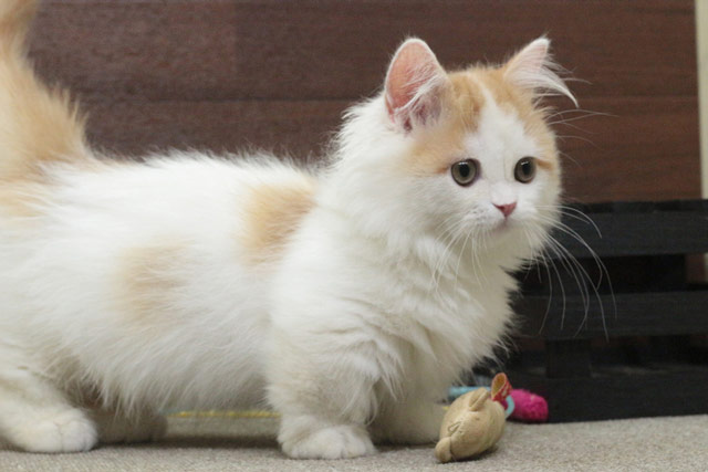 ミヌエット MIR713 子猫写真2