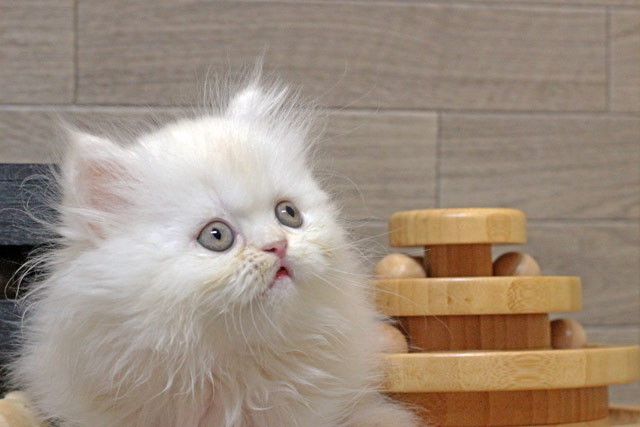 ミヌエット MIR807 子猫写真8
