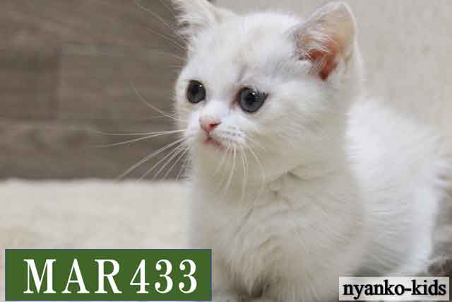 MAR433詳細ページへ｜リンク案内画像