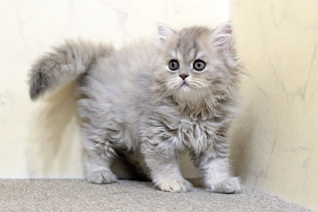 ミヌエット MIR616 子猫写真（5枚目）