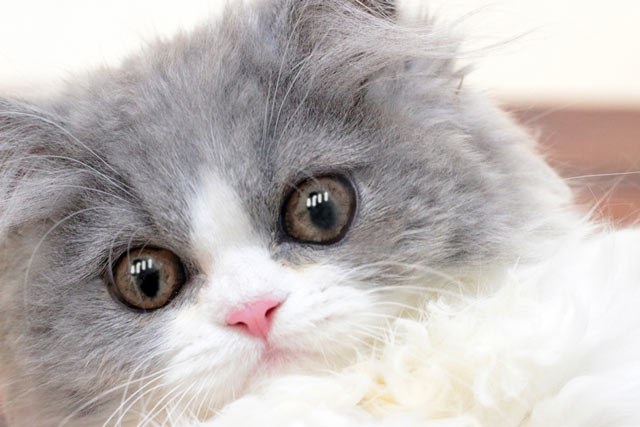 ミヌエット MIR704 子猫写真（5枚目）