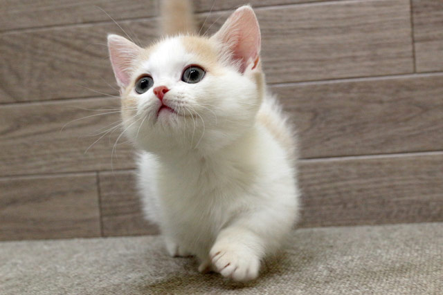 ミヌエット MIR718 子猫写真5