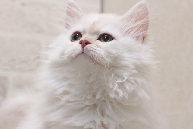 ミヌエット MIR525 子猫写真.3