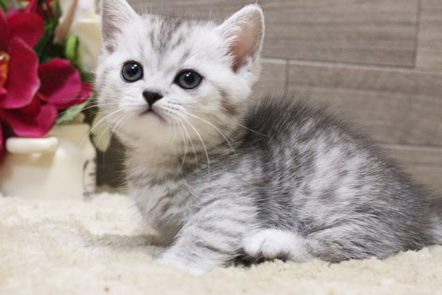 マンチカン 短足(MAR503)オス - 【ニャンコキッズ】子猫ブリーダー マンチカン 短足(MAR503)オス - 【ニャンコキッズ】子猫ブリーダー