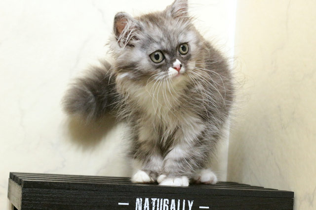 マンチカン MAR614 子猫写真.6