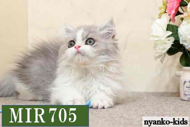 ミヌエット　並足　MIR705　女の子