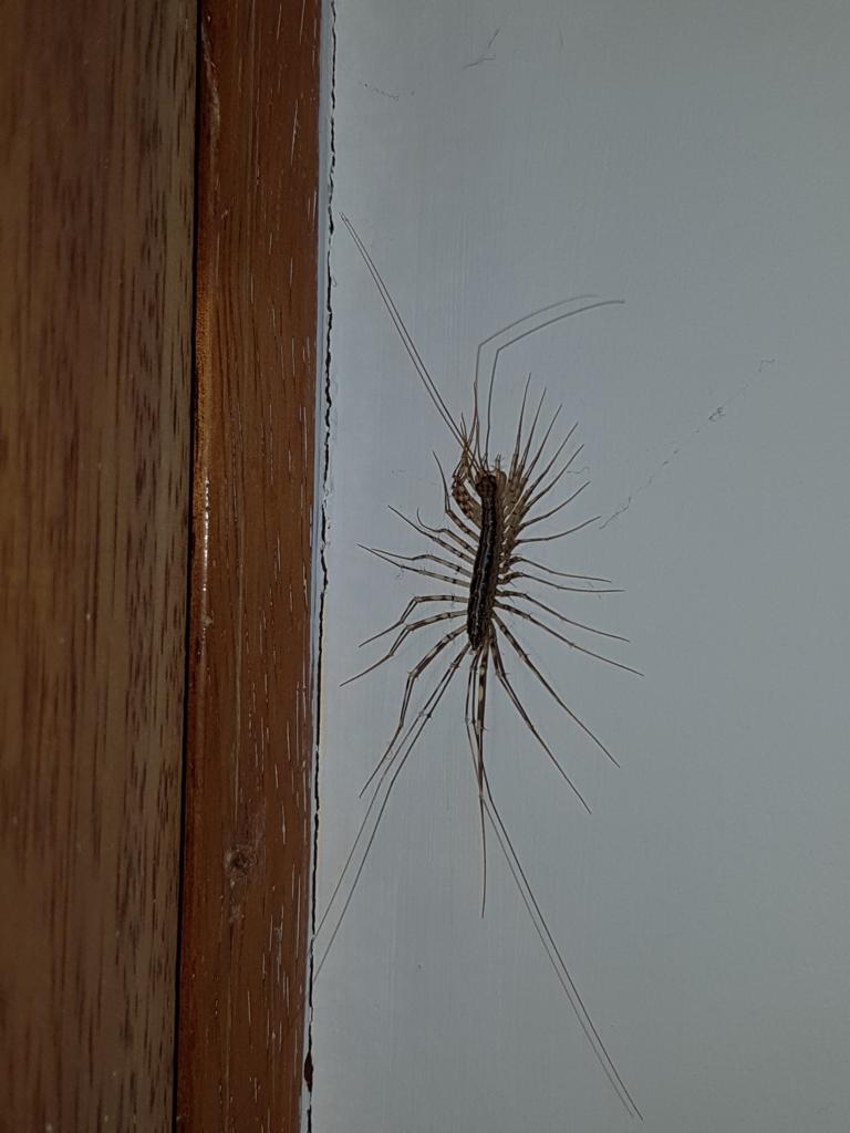 ... like this not so small friend here. He is said to be very useful, for example hunting spiders.