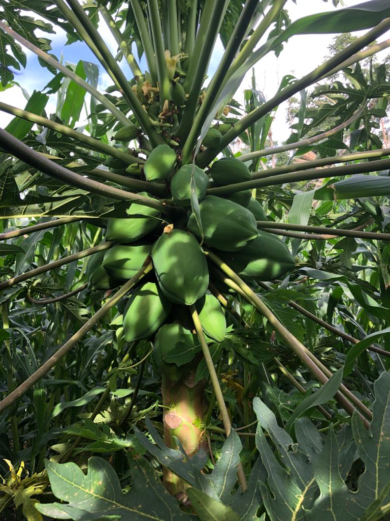 Papayas en Managua