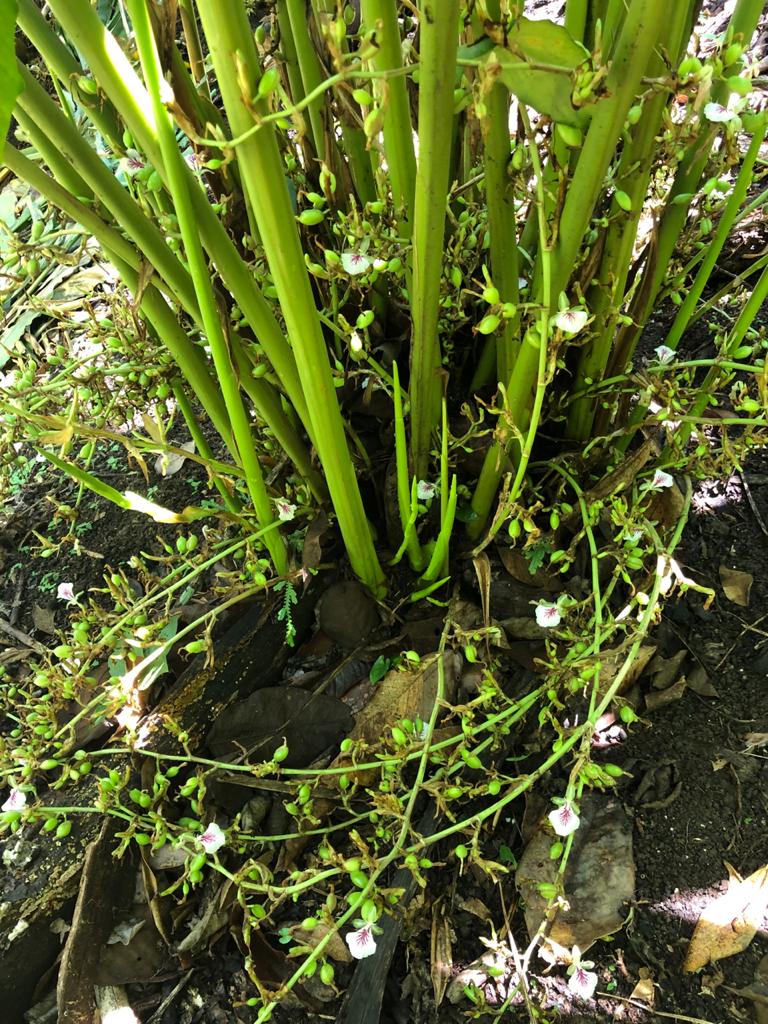 Cardamomo con Flores