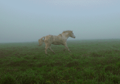 Au galop dans les prairies bretonnes...