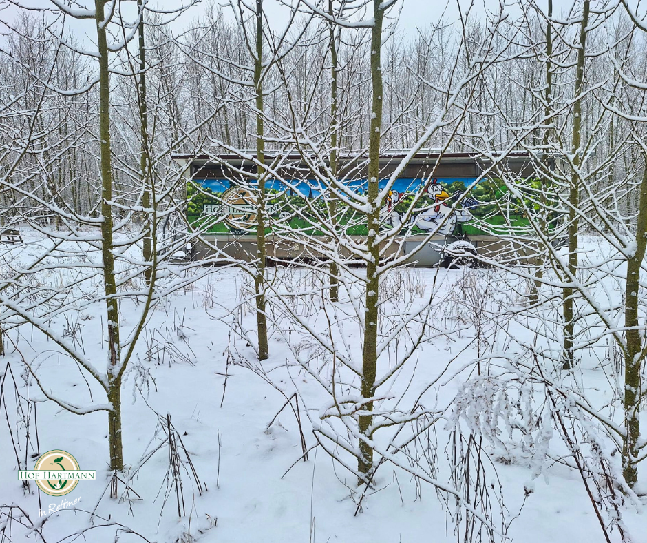 Mobiler Hühnerstall im verschneiten Hühnerwald