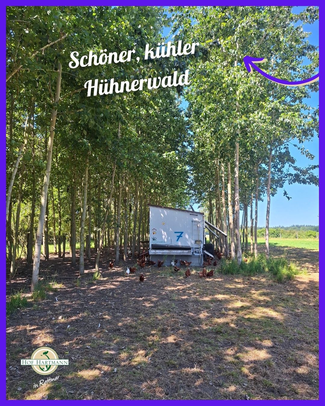Schöner, kühler Hühnerwald