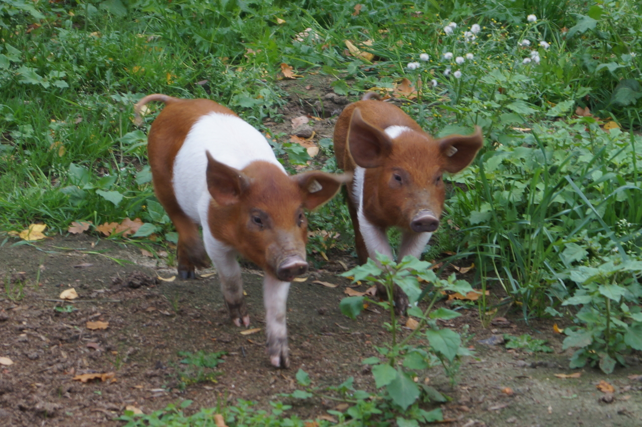 Max (links) und Moritz (rechts)