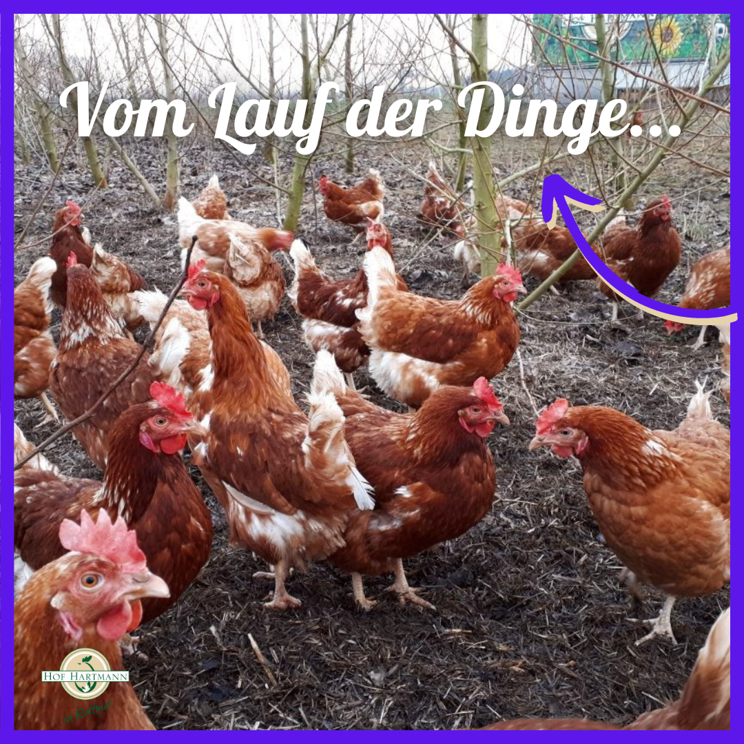 Vom Lauf der Dinge oder: Wie kommt das Huhn in den Topf?