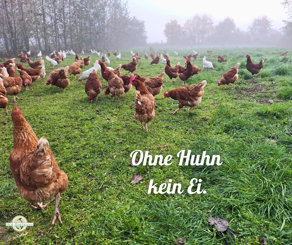 Ohne Huhn kein Ei