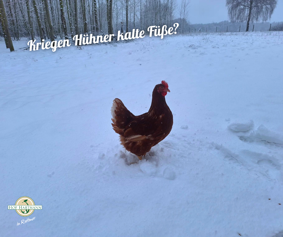Hartmann-Henne im Schnee