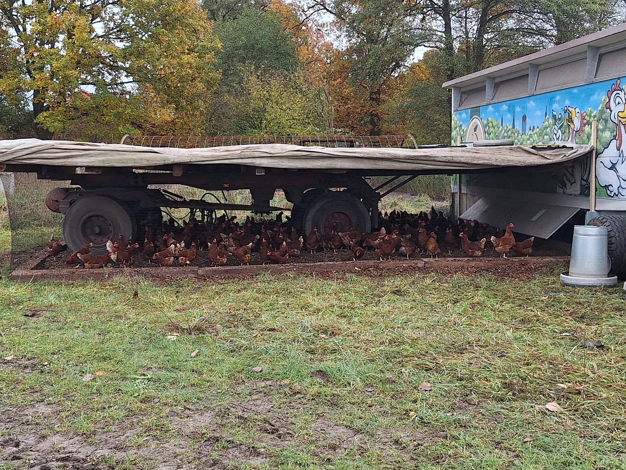 Mobilstall mit "Wintergarten" im Hühnerwald