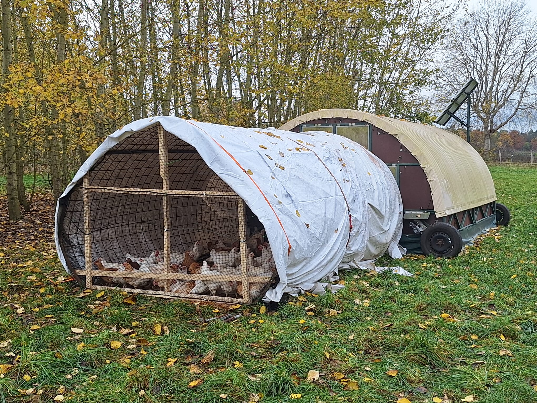 Auch die Hähnchen haben ihren eigenen Wintergarten.