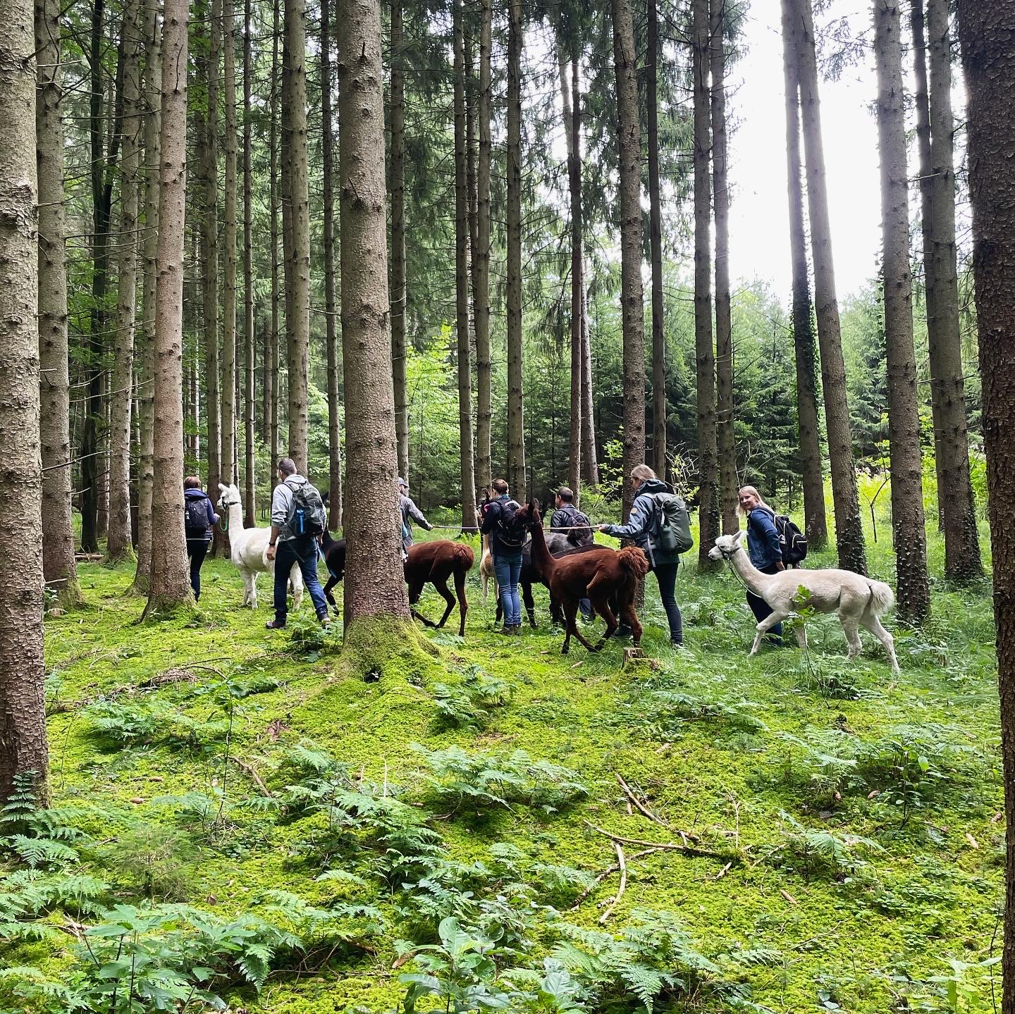 Waldbaden mit Alpakas & Lamas! Am Sonntag, den 23.11.2025, erkunden wir den Wald. Bist Du auch dabei?