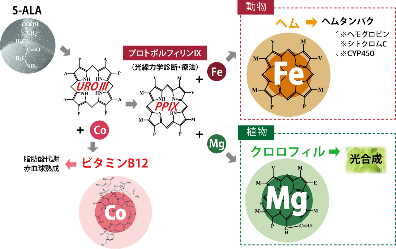 機能性アミノ酸5-アミノレブリン酸の科学と医学応用: がんの診断・治療を中心に (現代化学増刊 45) Amazon.co.jp: 機能性アミノ酸5-アミノレブリン酸の科学と医学