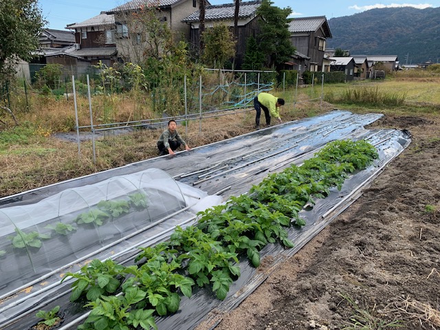 スペルト小麦の種まき２０２１