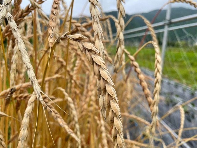 無農薬無肥料自然栽培 古代小麦 スペルト小麦