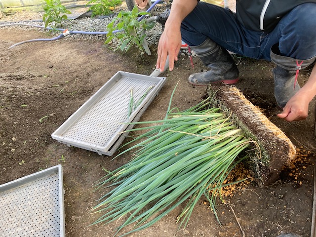 ネギの植え替え作業